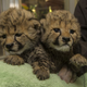 Illustration for article titled Adorable Animal Announcement: Cheetah Babbies